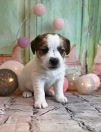 Jack Russell terier s PP