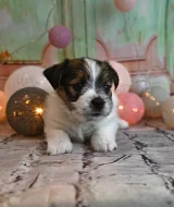 Jack Russell terier s PP
