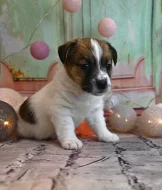 Jack Russell terier s PP