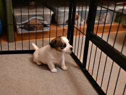 Jack Russell terier s PP