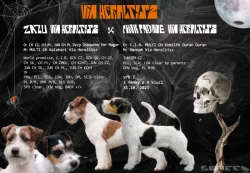 Jack Russell terier s PP