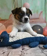 Jack Russell terier s PP