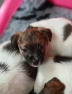 Jack Russell terier s PP