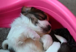 Jack Russell terier s PP