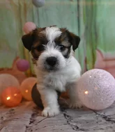 Jack Russell terier s PP