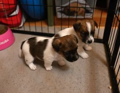 Jack Russell terier s PP
