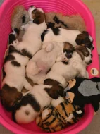 Jack Russell terier s PP