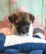 Jack Russell terier s PP