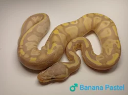 Poslední samečci Python regius