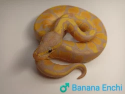 Poslední samečci Python regius