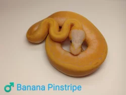 Poslední samečci Python regius