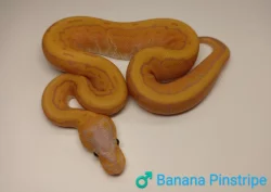 Poslední samečci Python regius