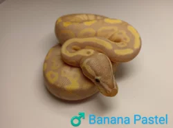 Poslední samečci Python regius
