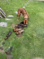Rhodéský ridgeback
