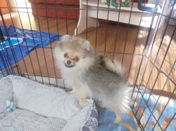 Pomeranian s PP