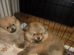 Pomeranian s PP