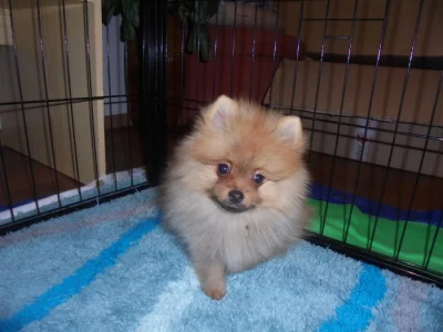 Pomeranian s PP