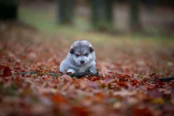 Aljasky malamut štěňata s pp