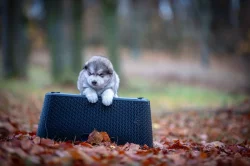 Aljasky malamut štěňata s pp