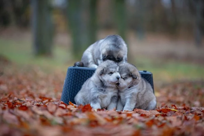 Aljasky malamut štěňata s pp