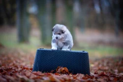 Aljasky malamut štěňata s pp