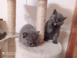 Prodám čistokrevná koťátka Britské modré