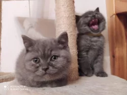 Prodám čistokrevná koťátka Britské modré