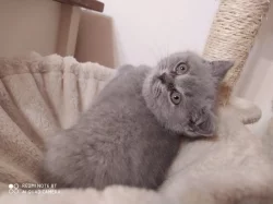 Prodám čistokrevná koťátka Britské modré