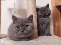 Prodám čistokrevná koťátka Britské modré