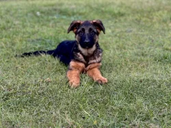 Německý ovčák - 4,5 měsíční pejsek s PP ihned k odběru