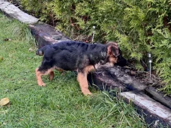 Německý ovčák - 4,5 měsíční pejsek s PP ihned k odběru