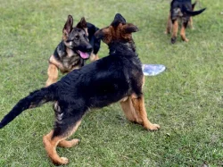 Německý ovčák - 4,5 měsíční pejsek s PP ihned k odběru