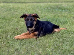 Německý ovčák - 4,5 měsíční pejsek s PP ihned k odběru