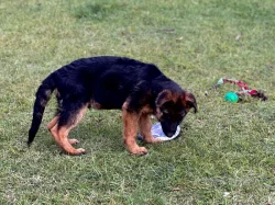 Německý ovčák - 4,5 měsíční pejsek s PP ihned k odběru