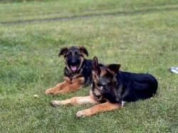 Německý ovčák - 4,5 měsíční pejsek s PP ihned k odběru