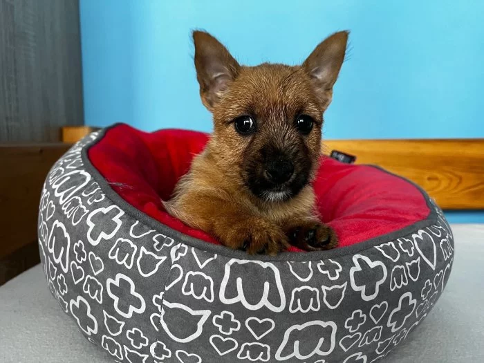 Norwich terier štěňátka s PP