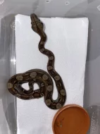 Hroznýš královský - Boa constrictor imperator