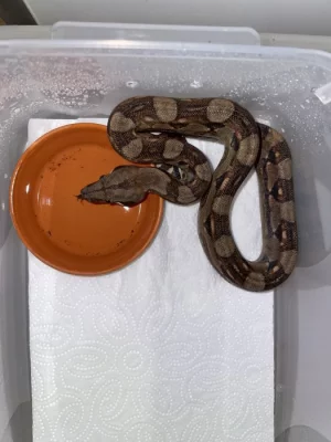 Hroznýš královský - Boa constrictor imperator