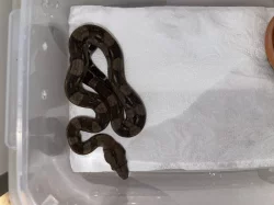Hroznýš královský - Boa constrictor imperator