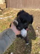 Border kolie štěňátka