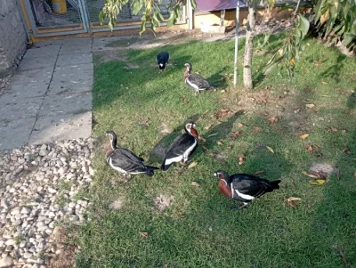 Berneška rudokrká