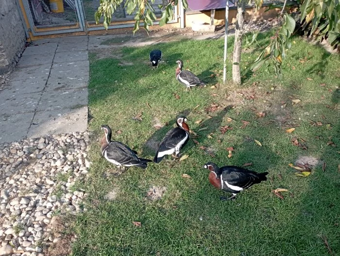 Berneška rudokrká
