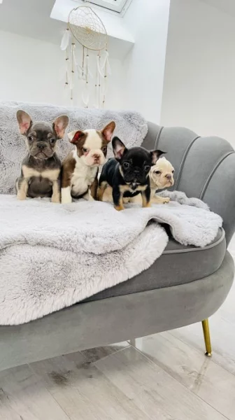 Francouzský buldoček štěňátka