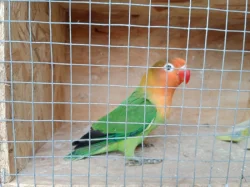Agapornis