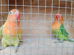 Agapornis