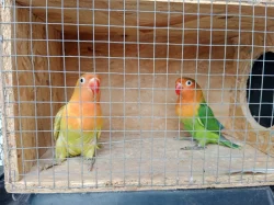 Agapornis