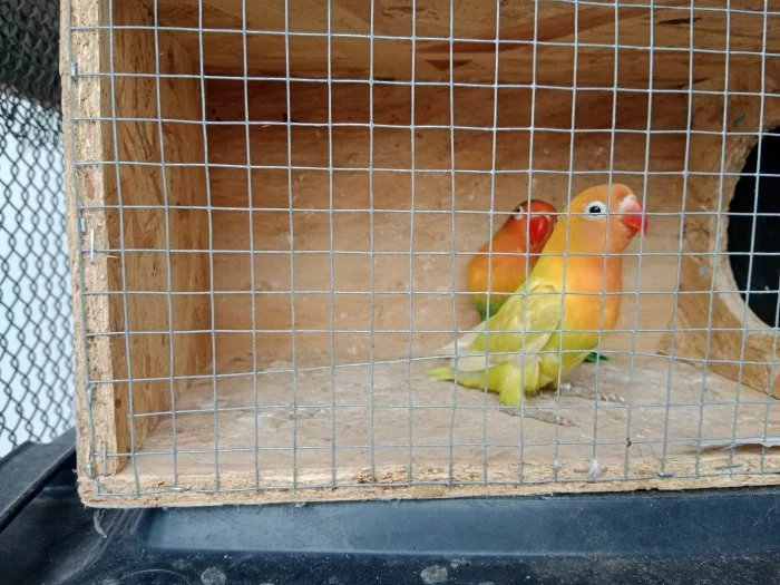 Agapornis
