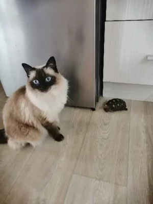 Ragdoll