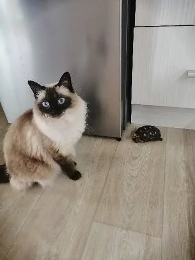 Ragdoll