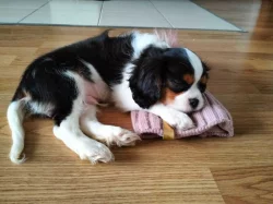 Kavalír King Charles Španěl kluci